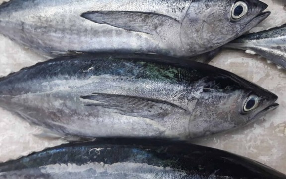 100g cá ngừ bao nhiêu protein? Ăn cá ngừ có tốt không?